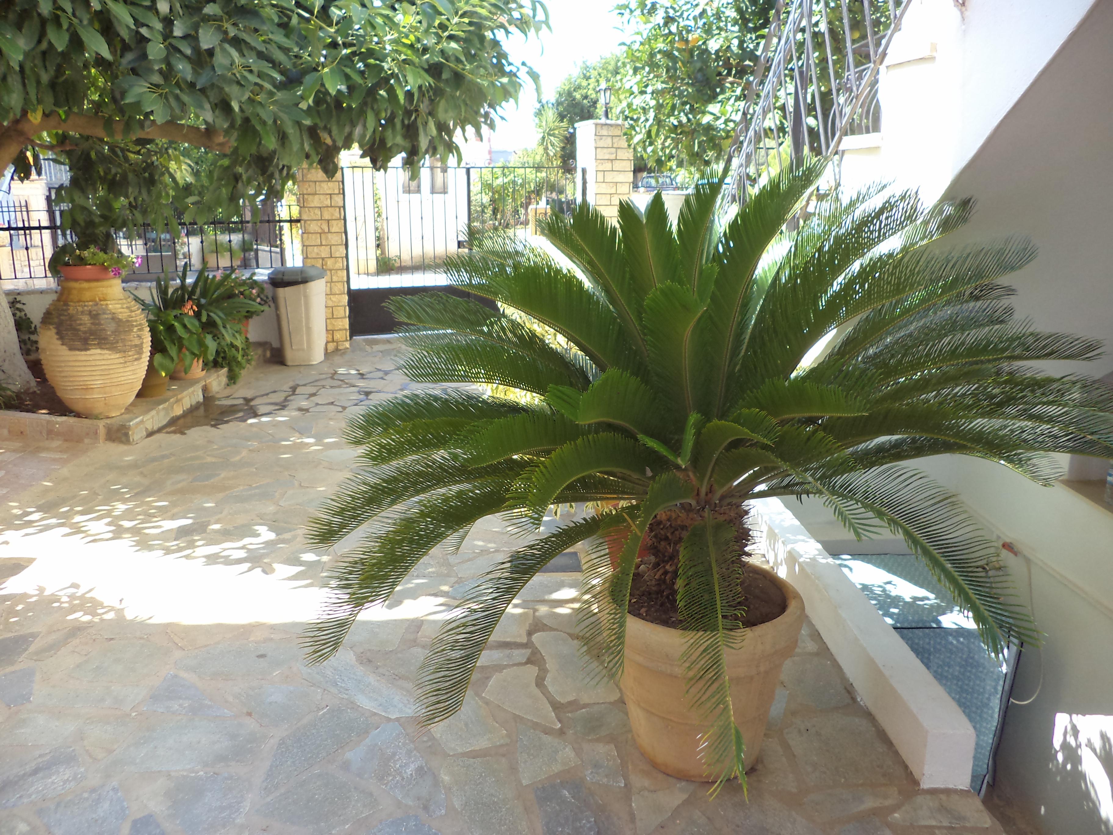 Dionysios Studios Skala  المظهر الخارجي الصورة